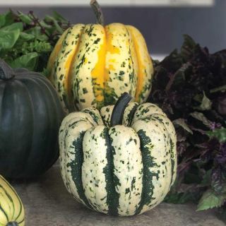 Sweet Dumpling Winter Squash Thumbnail